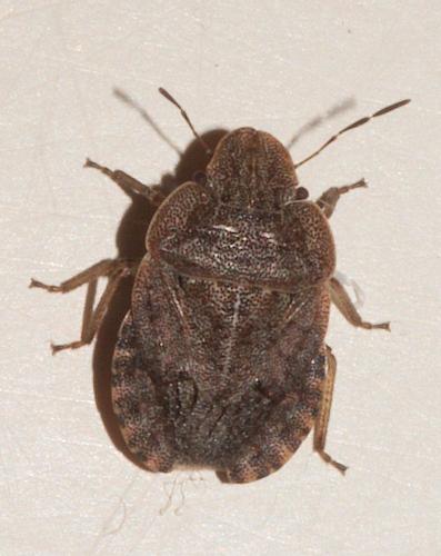 Sciocoris homalonotus